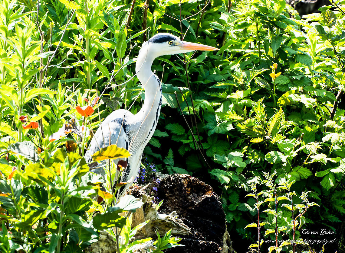 Grey Heron  Ardea cinerea,Geotagged,Grey Heron,Netherlands,Spring