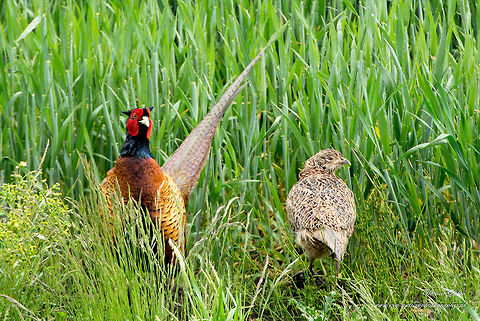 Phasianus colchicus The male is much more striking than the female. Adult males have a chestnut-colored plumage with gold-brown, black and light blue markings. The cock has a long, golden-brown tail with black stripes. The lower ranges of chestnut, to lichtblauw- and few colored and the belly is gold-chestnut colored with dark spots. The coverts are dark chestnut. Head and neck are dark green with iridescent dark blue. A green-gray glossy piece covers the top of the head and tapers to a point in the neck, the neck is surrounded by a white band. On the upside down red wattles and green tipped "ears." The strong bill is whitish, the eyes are golden and the legs are dark gray. Females have a brown plumage which provides camouflage. Common Pheasant,Phasianus colchicus