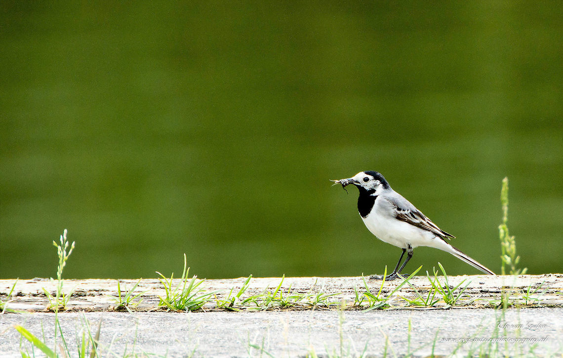 Dutch name witte kwikstaart             latin name motacilla alba The white wagtail is 16.5 to 19 cm long (including tail). It is a slender bird with narrow black and white tail he moves up and down. An adult male has a distinctive black and white pattern on the head. The area around the eye is white, the head cap and thorax are black. The most common among species has a gray back. A subspecies that breeds in the British Isles has a black back and called mourning Wagtail (M. a. Yarrellii). Sometimes this subspecies is considered to be kind, but not according to the IOC World Bird List. Geotagged,Motacilla alba,Netherlands,Spring,White wagtail