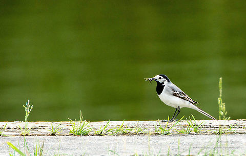 Dutch name witte kwikstaart             latin name motacilla alba The white wagtail is 16.5 to 19 cm long (including tail). It is a slender bird with narrow black and white tail he moves up and down. An adult male has a distinctive black and white pattern on the head. The area around the eye is white, the head cap and thorax are black. The most common among species has a gray back. A subspecies that breeds in the British Isles has a black back and called mourning Wagtail (M. a. Yarrellii). Sometimes this subspecies is considered to be kind, but not according to the IOC World Bird List. Geotagged,Motacilla alba,Netherlands,Spring,White wagtail