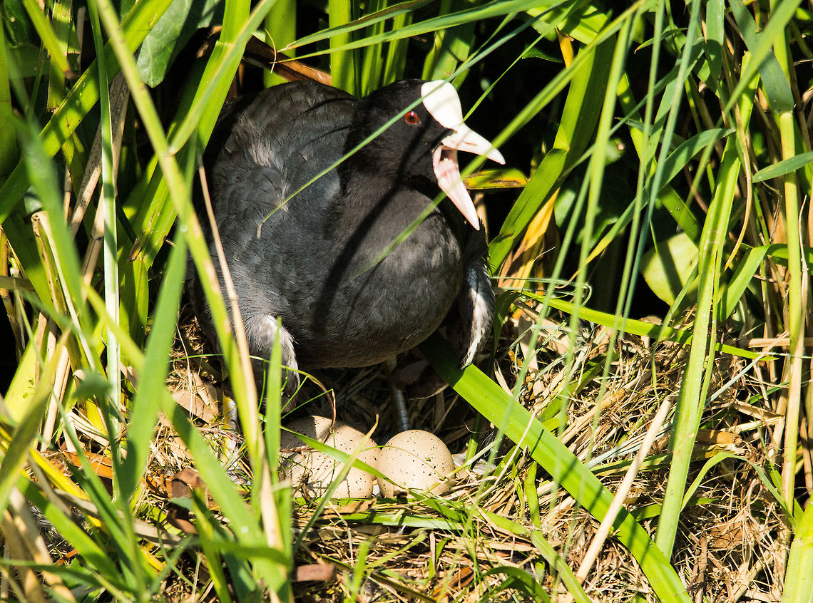 Fulica atra coot with eggs Belgium,Eurasian Coot,Fulica atra,Geotagged,Netherlands,Summer