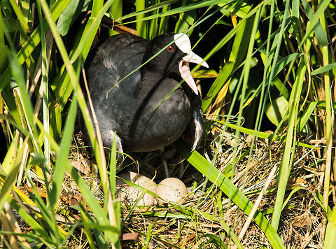 Fulica atra coot with eggs Belgium,Eurasian Coot,Fulica atra,Geotagged,Netherlands,Summer