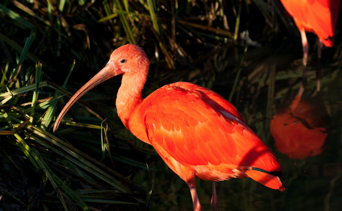 Red Ibis  Eudocimus ruber,Scarlet Ibis