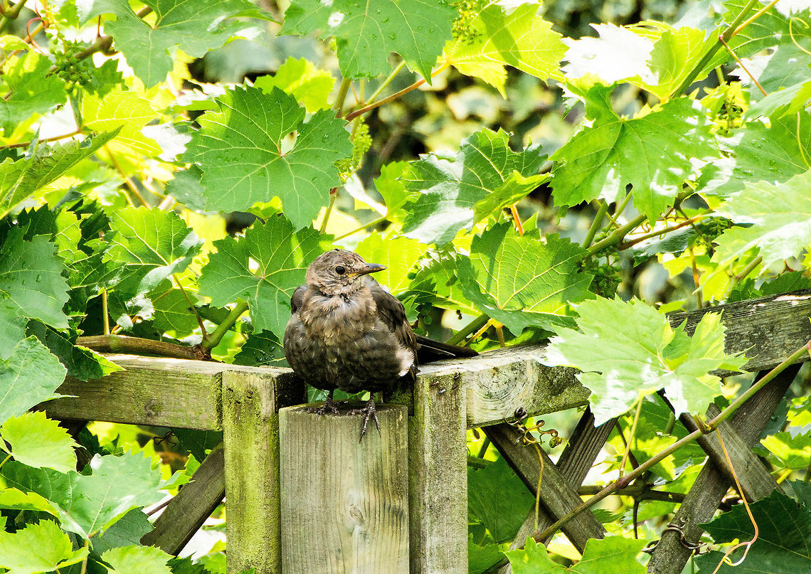 blackbird in grape bush  Common Blackbird,Geotagged,Netherlands,Summer,Turdus merula