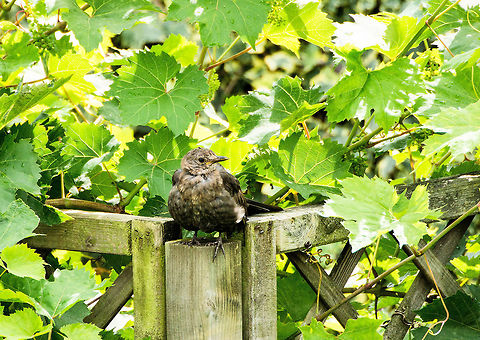 blackbird in grape bush  Common Blackbird,Geotagged,Netherlands,Summer,Turdus merula