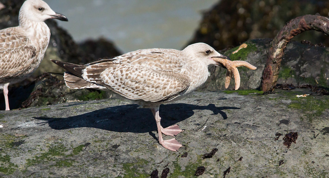 Herring Gull The herring gull is distinguished from the common gull because he is averaging nearly 20 cm taller, with a total length of about 60 cm. The male is on average slightly larger than the female. In the Netherlands and Belgium (Larus argentatus argenteus) is the kind of distinguishing the flight of the gull by the much stronger beak and the white spot in the black tip of the wing: the gull which is large and oval, with the herring gull smaller and more irregularly shaped. The adult plumage the herring gull has a white head, tail and bottom; the back and the top of the wings are silvery gray. The young of the herring gull is the first winter brown with dark wings and tail. Second winter birds are brown with white on the head and tail and lighter to gray upper parts. Third winter birds have clothes that are similar to the adult plumage but here and there a brown stain. Depending on the subspecies, the bird pink, reddish flesh-colored, greenish or yellow legs. Characteristic of the herring gull, the red spot on the lower mandible. The clutch usually consists of three eggs. European Herring Gull,Geotagged,Larus argentatus,Netherlands,Summer