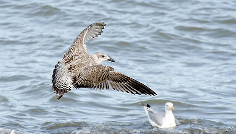 the european herring gull  European Herring Gull,Geotagged,Larus argentatus,Netherlands,Summer