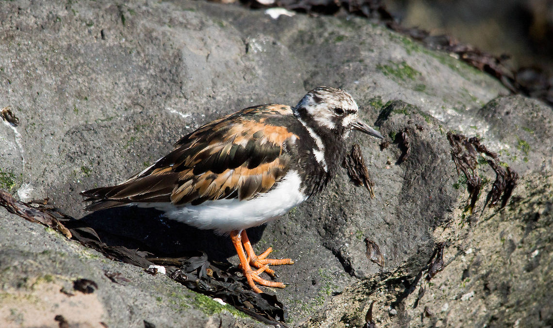 variegated stilt walker The stilt is a collective name for several bird families belonging to the order of charadriiformes, in common usage, the term can also be used for birds from ciconiiformes and gruiformes. Birds waders mentioned include the jacanas, oystercatchers, avocets, Thick-knees, plovers (including the lapwing), sandpipers (including godwit, curlew and woodcock) and fork-tailed plover. The term waders is not applicable to all charadriiformes: gulls, terns, auks and hunters belong to the charadriiformes but no waders.Waders have, as the name suggests, long legs. They usually live in the vicinity of water. During migration and in winter they often mud flats in dense groups.They feed on insects, worms, molluscs and crustaceans; sometimes on plant material, small fish, etc. Many waders therefore have a modified bill. They can, even with a dense beak, the ends somewhat like a pair of tweezers open bar. Moreover, in these types of the beak tip covered with small scanned bodies. These serve to locate prey in the examination of the soil. Arenaria interpres,Geotagged,Netherlands,Ruddy Turnstone,Summer
