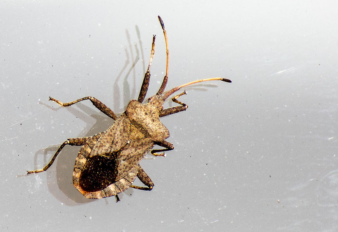 coreus marginatus coreidae coreus marginatus coreidae on a car window Coreus marginatus,Dock bug