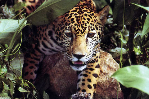 Wild jaguar Wild Jaguar crawls from out of the bushes. Big Cats,Jaguar,Mammals