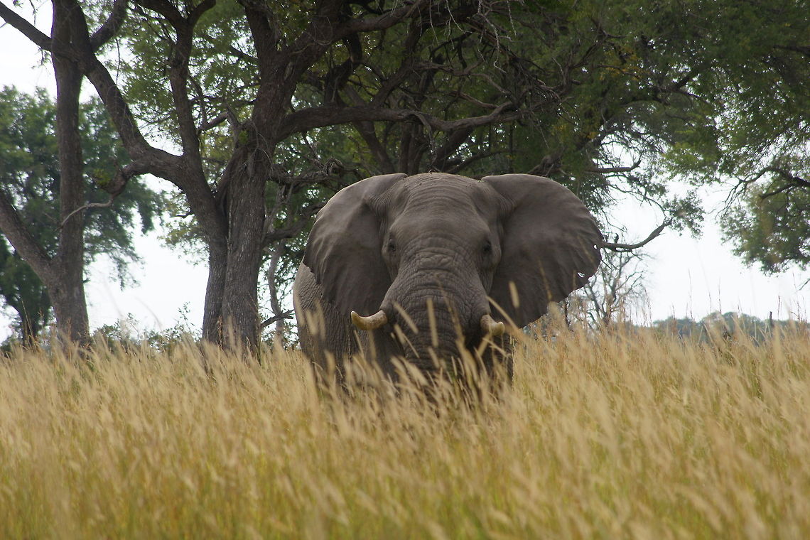 Eye in eye with an elephant Morning bushwalk true the Okavango delta.  African bush elephant,Botswana,Geotagged,Loxodonta africana