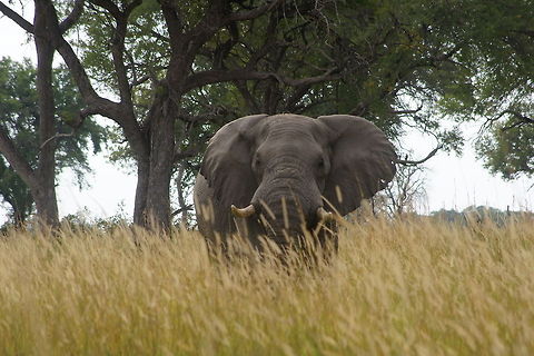 Eye in eye with an elephant Morning bushwalk true the Okavango delta.  African bush elephant,Botswana,Geotagged,Loxodonta africana