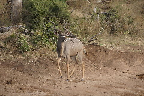 Kudu This kudu came to drink from the river, we spotted him during a boatsafari Greater Kudu,Tragelaphus strepsiceros