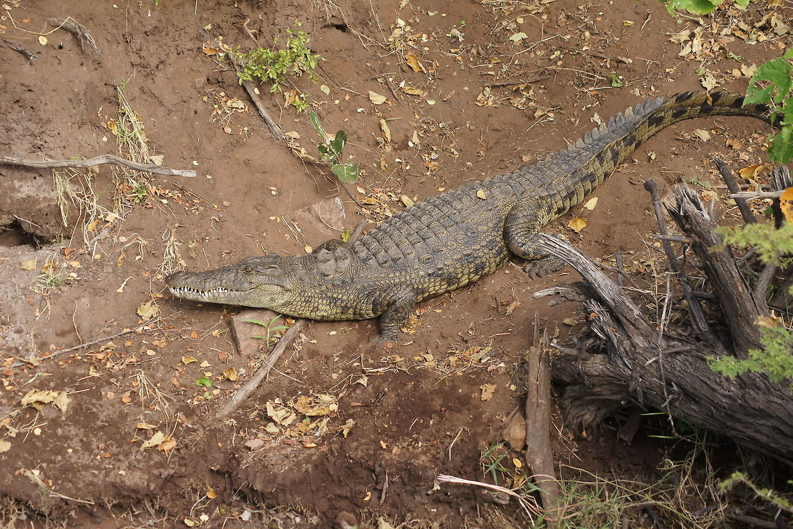Nile crocodile  Botswana,Crocodylus niloticus,Geotagged,Nile crocodile