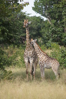 Giraffes  Giraffa camelopardalis,Giraffe