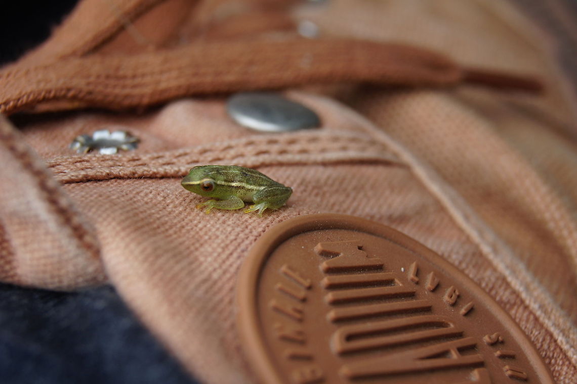 tiny frog This really small frog was sitting on my shoe while we were sailing with the mokoro in the Okavango Delta Botswana,Geotagged,Hyperolius nasutus,Hyperolius semidiscus