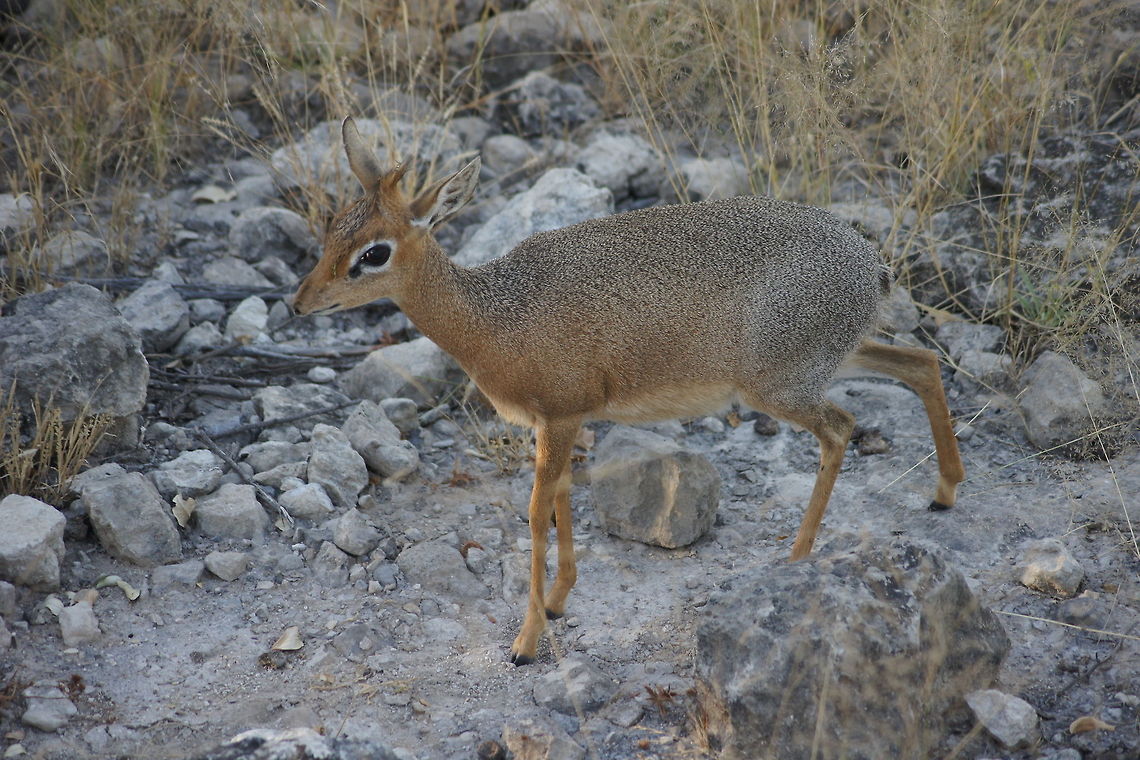 Kirk's dik-dik  Kirks dik-dik,Madoqua kirkii