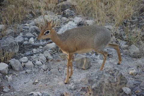 Kirk's dik-dik  Kirks dik-dik,Madoqua kirkii