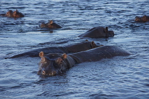 Bathing in the river Group of hippos in Chobe river Hippopotamus,Hippopotamus amphibius