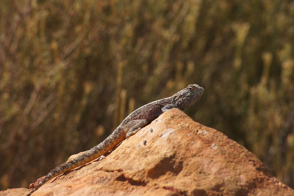 Knobel's agama Agama lizard in South Africa , Cederberg Agama atra,Geotagged,South Africa,Southern rock agama