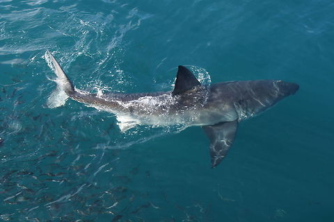 Great white shark Sharkdiving Gansbaai, South Africa Carcharodon carcharias,Fall,Geotagged,Great white shark,South Africa