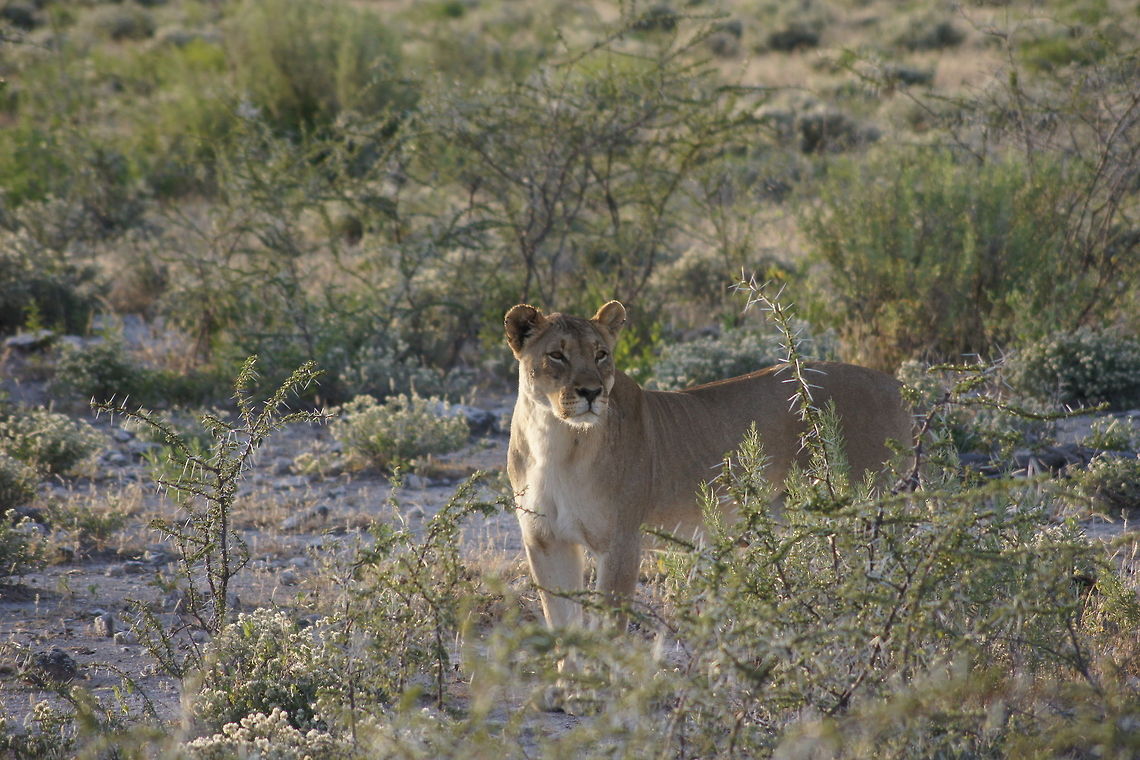 Lioness early morning in Etosha National park Geotagged,Lion,Namibia,Panthera leo