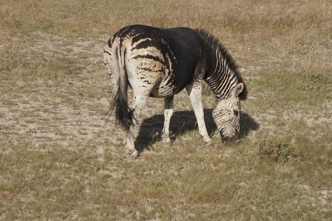 Pseudo-melanistic Plains Zebra Very special almost black zebra Equus quagga,Geotagged,Namibia,Plains zebra