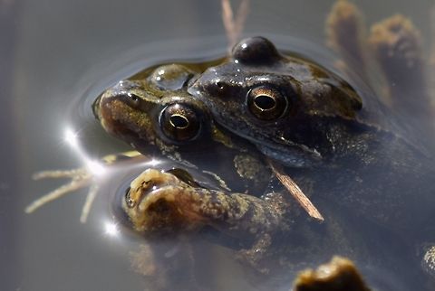 mating European common frogs  Common frog,Geotagged,Netherlands,Rana temporaria,Spring