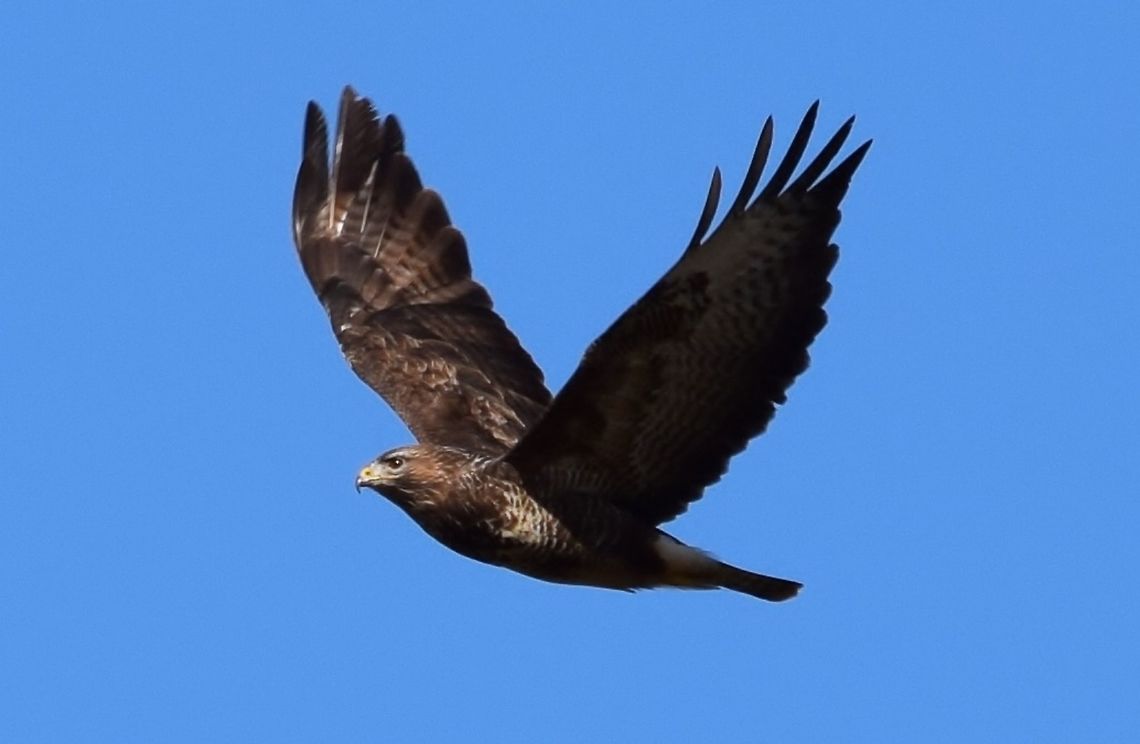 flying buzard  Buteo buteo,Common buzzard,Geotagged,Netherlands,Winter