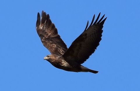 flying buzard  Buteo buteo,Common buzzard,Geotagged,Netherlands,Winter