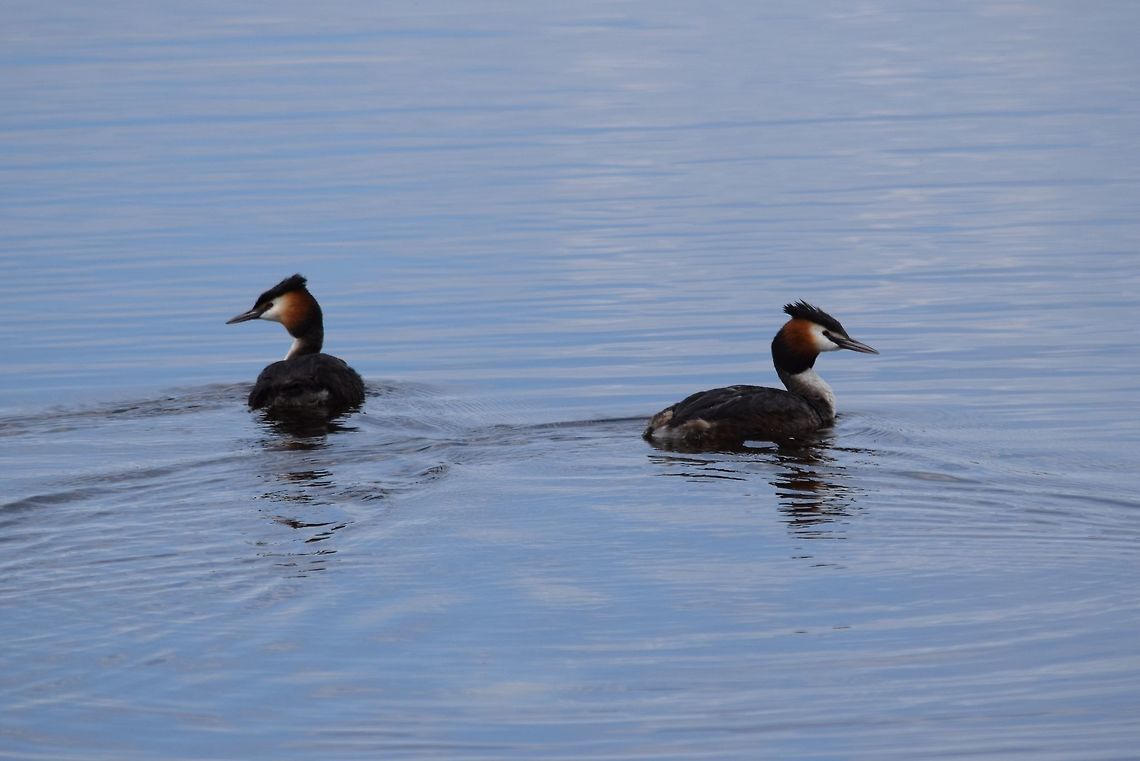 DSC_0148  Geotagged,Great Crested Grebe,Netherlands,Podiceps cristatus,Spring