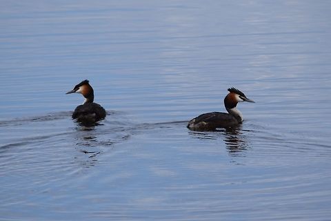 DSC_0148  Geotagged,Great Crested Grebe,Netherlands,Podiceps cristatus,Spring