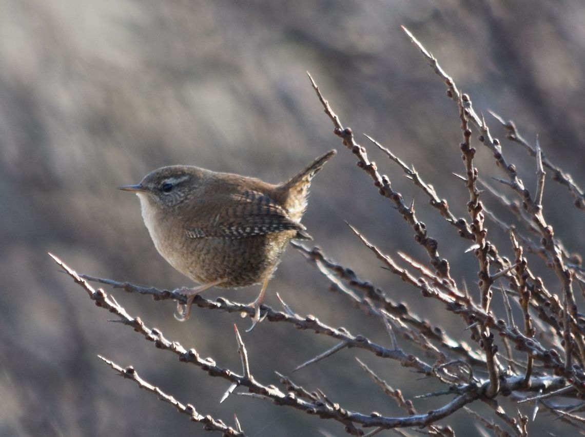 Eurasian Wren  Eurasian Wren,Geotagged,Netherlands,Troglodytes troglodytes,Winter