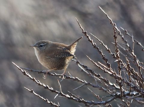Eurasian Wren  Eurasian Wren,Geotagged,Netherlands,Troglodytes troglodytes,Winter