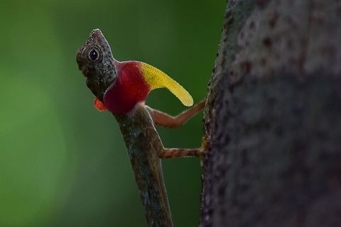 Little dragon A male flying dragon in the Thai jungle Barred Flying Dragon,Draco taeniopterus,Geotagged,Summer,Thailand