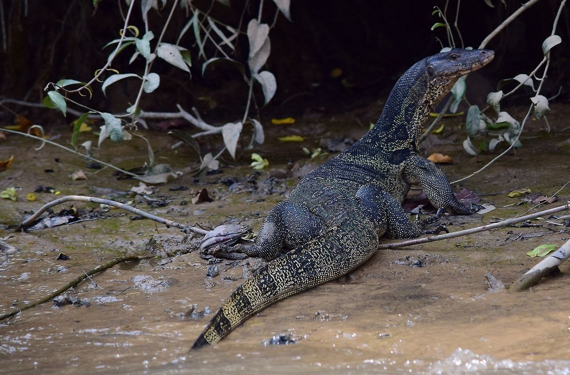 Water monitor  Geotagged,Summer,Thailand,Varanus salvator,Water Monitor