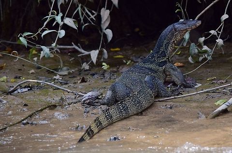 Water monitor  Geotagged,Summer,Thailand,Varanus salvator,Water Monitor
