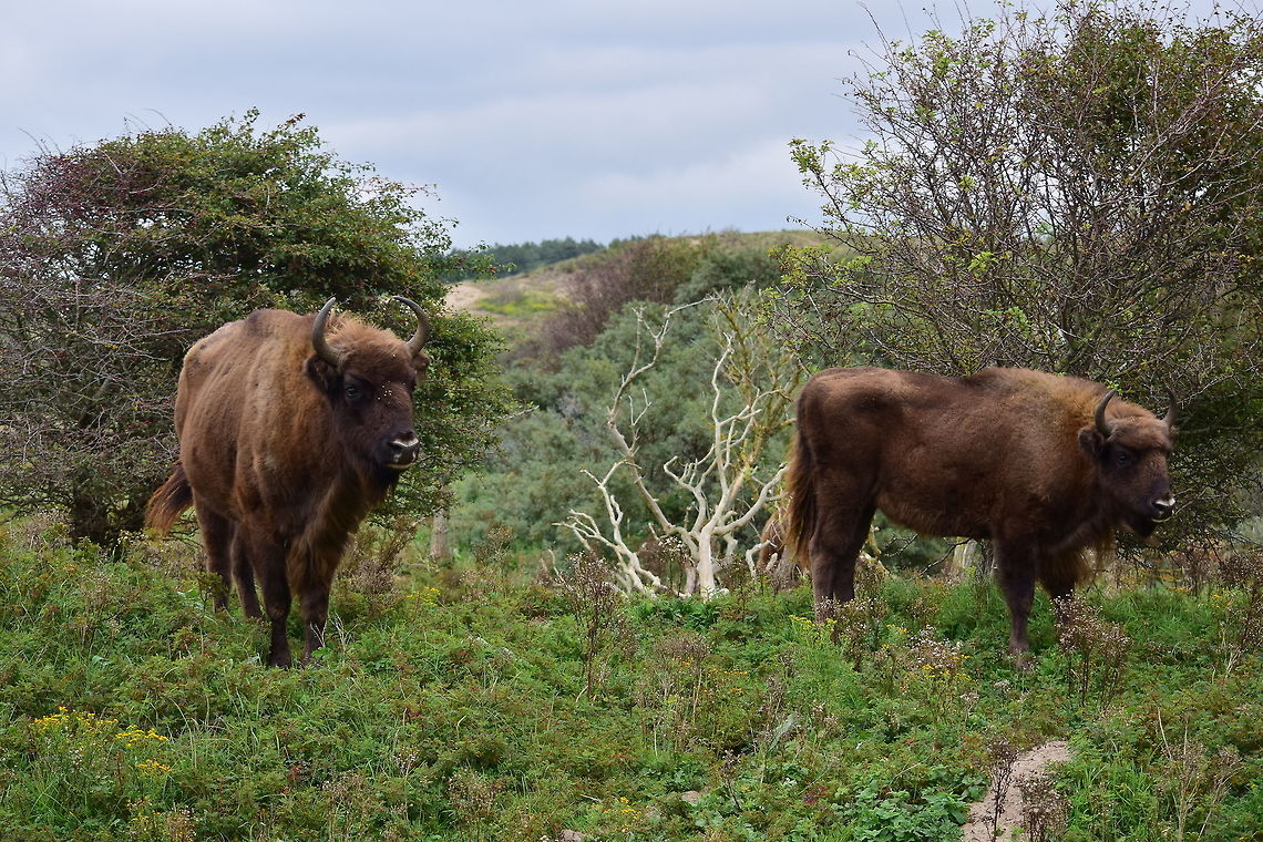 European Bison European Bisons in the dunes of Zandvoort Bison bonasus,European bison or wisent,Fall,Geotagged,Netherlands