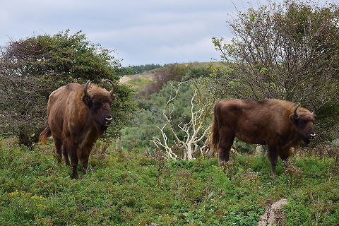 European Bison European Bisons in the dunes of Zandvoort Bison bonasus,European bison or wisent,Fall,Geotagged,Netherlands