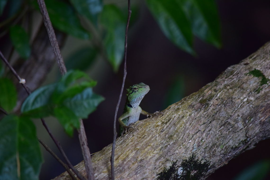 Lizard of Thailand A crested forest lizard. Made this picture in the Khao Sok river lodge. It&#039;s an accomodation in the national park.<br />
There were many species of lizards, insects and birds there. Calotes emma,Emma Gray's forest lizard