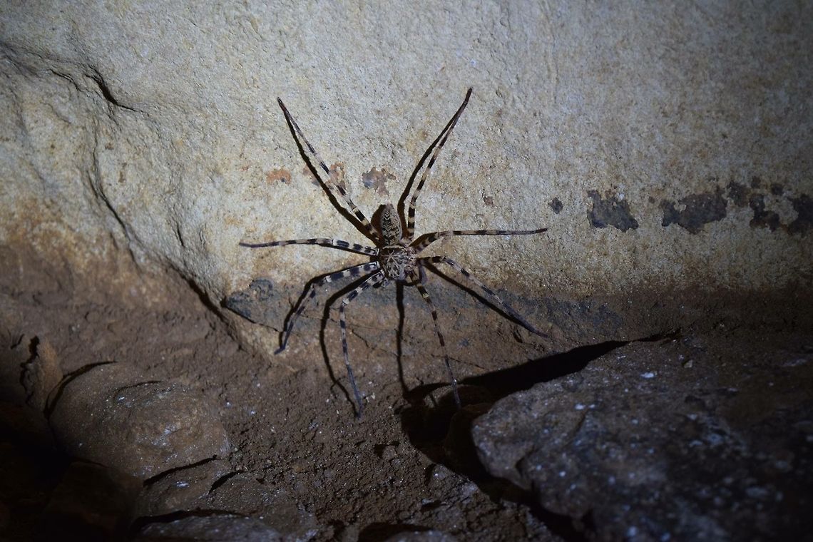 creature of the dark A spider that lives in caves. This picture i took in a cage at Cheow lan lake. European cave spider,Meta menardi