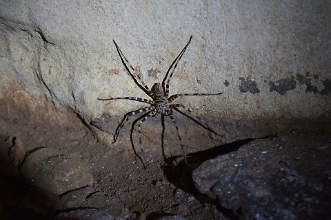 creature of the dark A spider that lives in caves. This picture i took in a cage at Cheow lan lake. European cave spider,Meta menardi