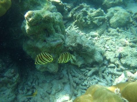 Colors of the sea Snorkeling at Phi Phi islands Chaetodon octofasciatus,Eight-banded butterflyfish
