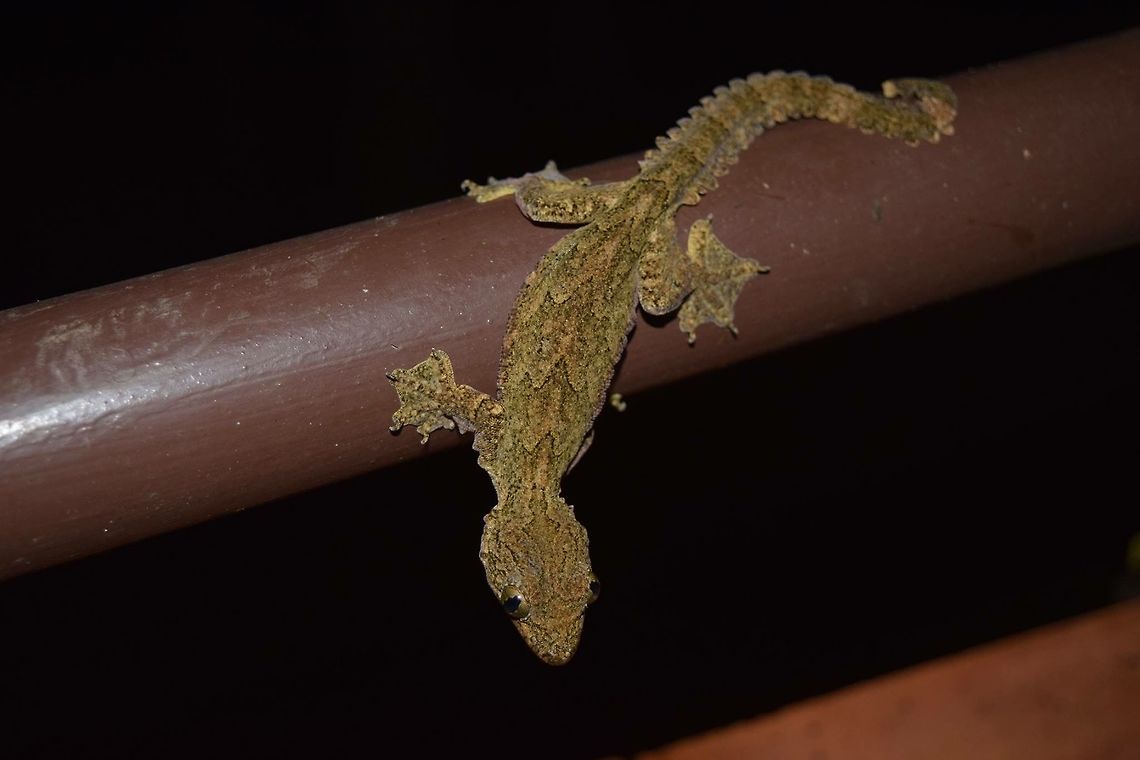 Gliding gecko Khao sok river lodge- a gliding gecko in the night searching for insects  Ptychozoon lionotum