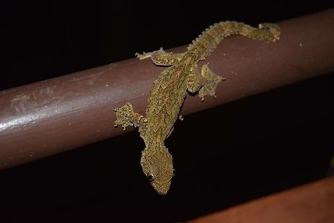 Gliding gecko Khao sok river lodge- a gliding gecko in the night searching for insects  Ptychozoon lionotum