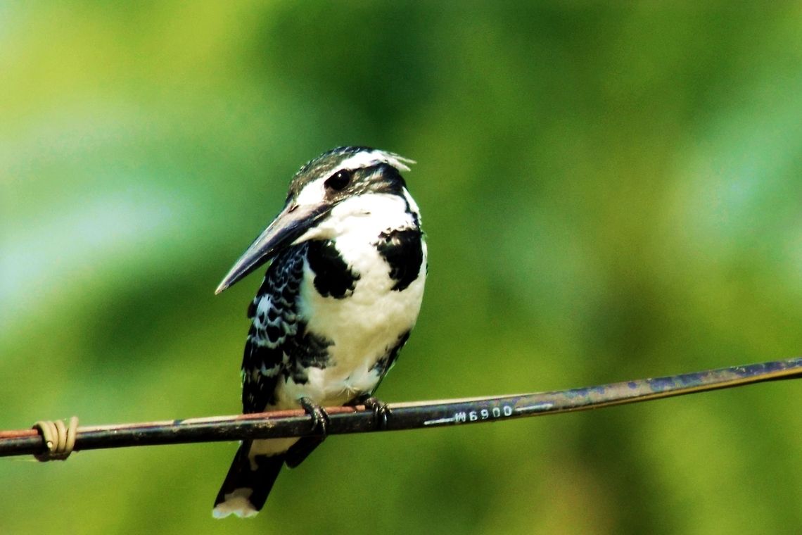PIED KINGFISHER  Ceryle rudis,Geotagged,India,Pied Kingfisher