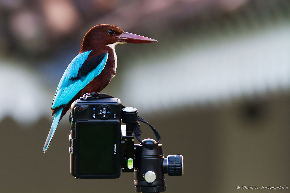 kingfisher goes mirrorless a kingfisher trying to operate my canon mirrorless camera. <br />
A kingfisher who came to the center courtyard of TamarindHill Hotel landed on my EOS M. Geotagged,Halcyon smyrnensis,Sri Lanka,White-throated kingfisher