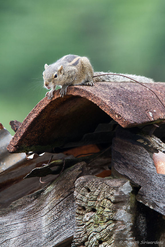 think before you leap an Indian palm squirrel who was on the roof of an abandoned house in the neighbourhood. Funambulus palmarum,Geotagged,Indian palm squirrel,Sri Lanka,boralesgamuwa,sri lanka