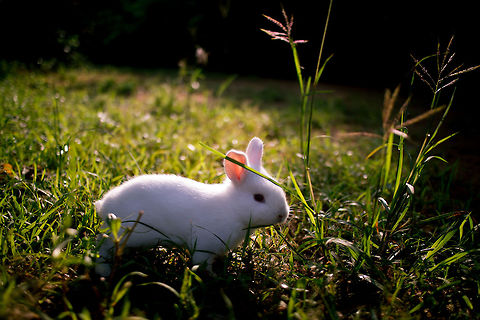 I wonder should I go or should I stay a rabbit I saw on my way to anuradhapura Geotagged,Sri Lanka,anuradhapura