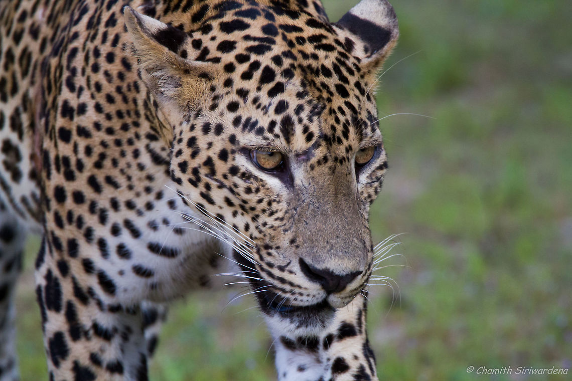 a carnivorous cat for adoption ? A Sri Lankan Leopard (panthera pardus kotiya) in Wilpattu National Park Geotagged,Panthera pardus kotiya,Sri Lanka,Sri Lankan Leopard,Winter,cats,leopard,nature,wildlife,wilpattu